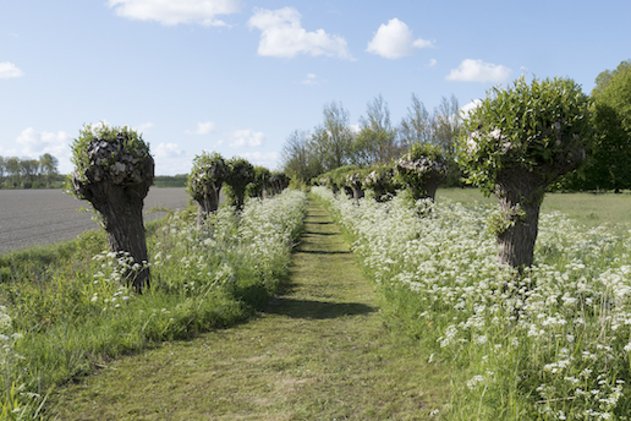 knotwilgen bij de boerderij